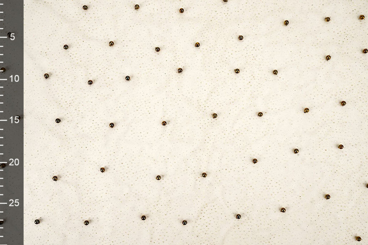 Tulle Fin à Paillettes avec Perles Beige Tulle Fin à Paillettes avec Perles Beige