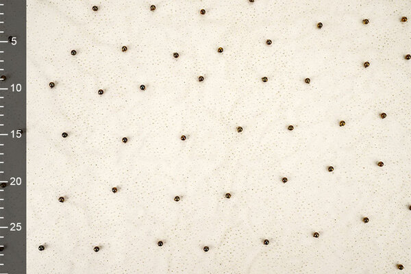 Feiner Glitzer Tüll mit Perlen Beige