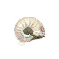 thumb-Iriserende Ammoniet klein Nr 2 - 17 gram-1