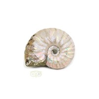 thumb-Iriserende Ammoniet klein Nr 2 - 17 gram-2
