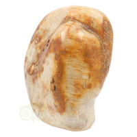 thumb-Fossiel koraal sculptuur Nr 1 - 683 gram-7