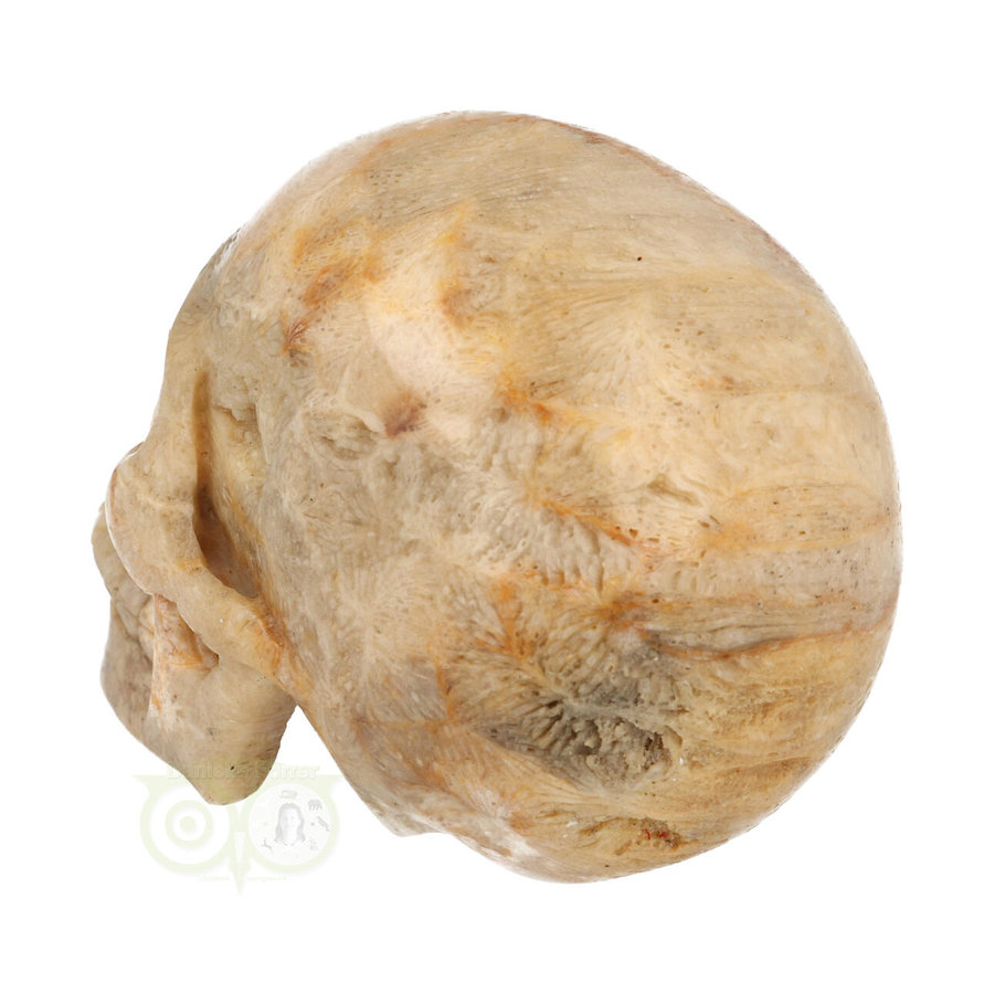 Fossiele koraal kristal schedel XL 614 gram-6