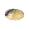 Septarie handsteen nr 28 - 24 gram