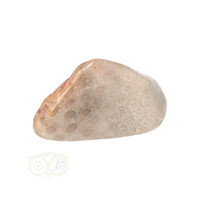 thumb-Fossiel Koraal trommelsteen Nr 15  - 21 gram-1