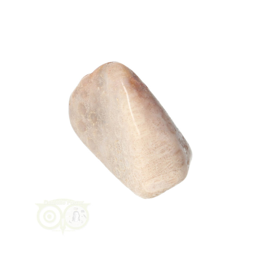 Fossiel Koraal trommelsteen Nr 15  - 21 gram-2