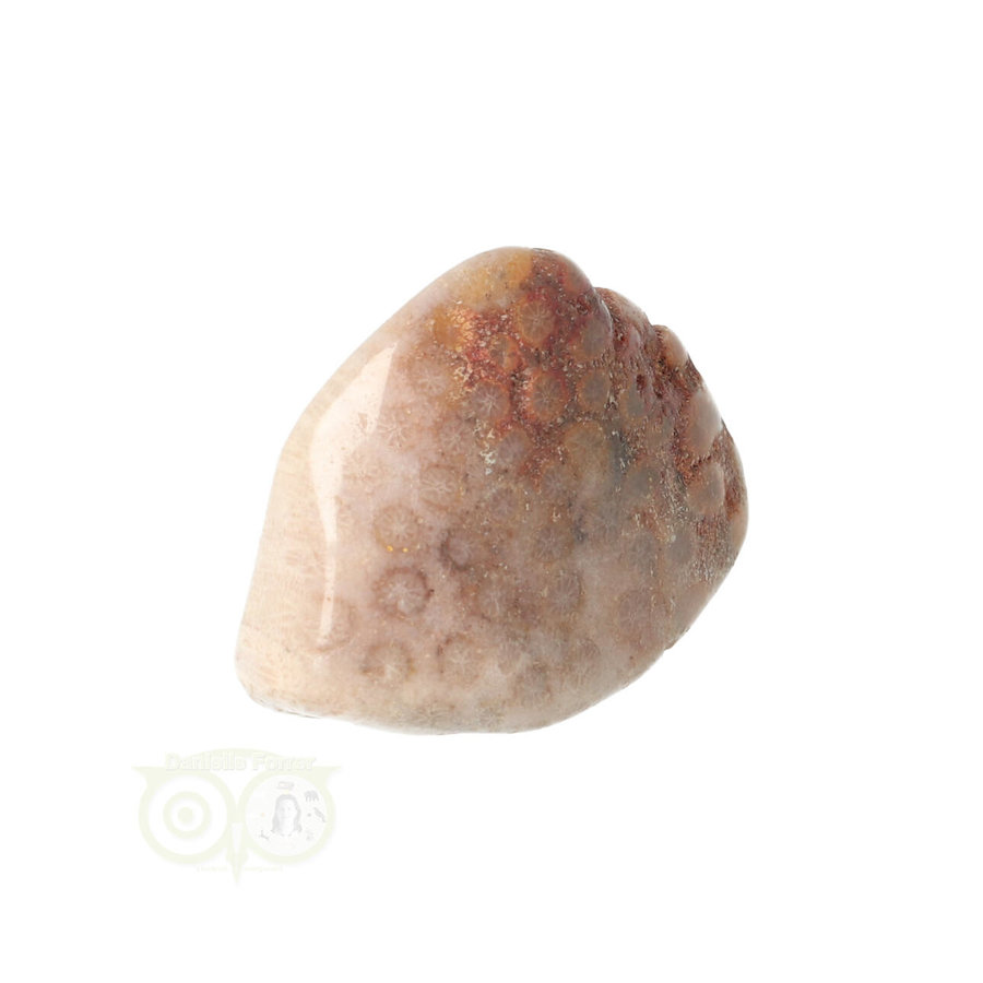 Fossiel Koraal trommelsteen Nr 15  - 21 gram-3