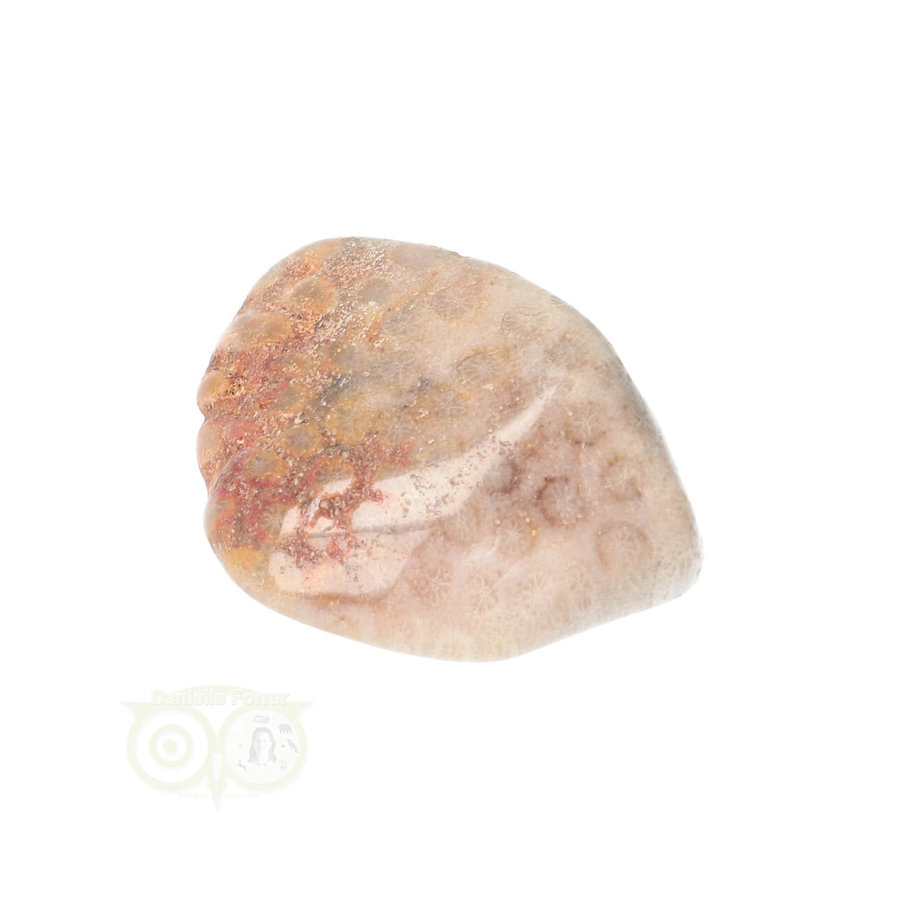 Fossiel Koraal trommelsteen Nr 15  - 21 gram-7