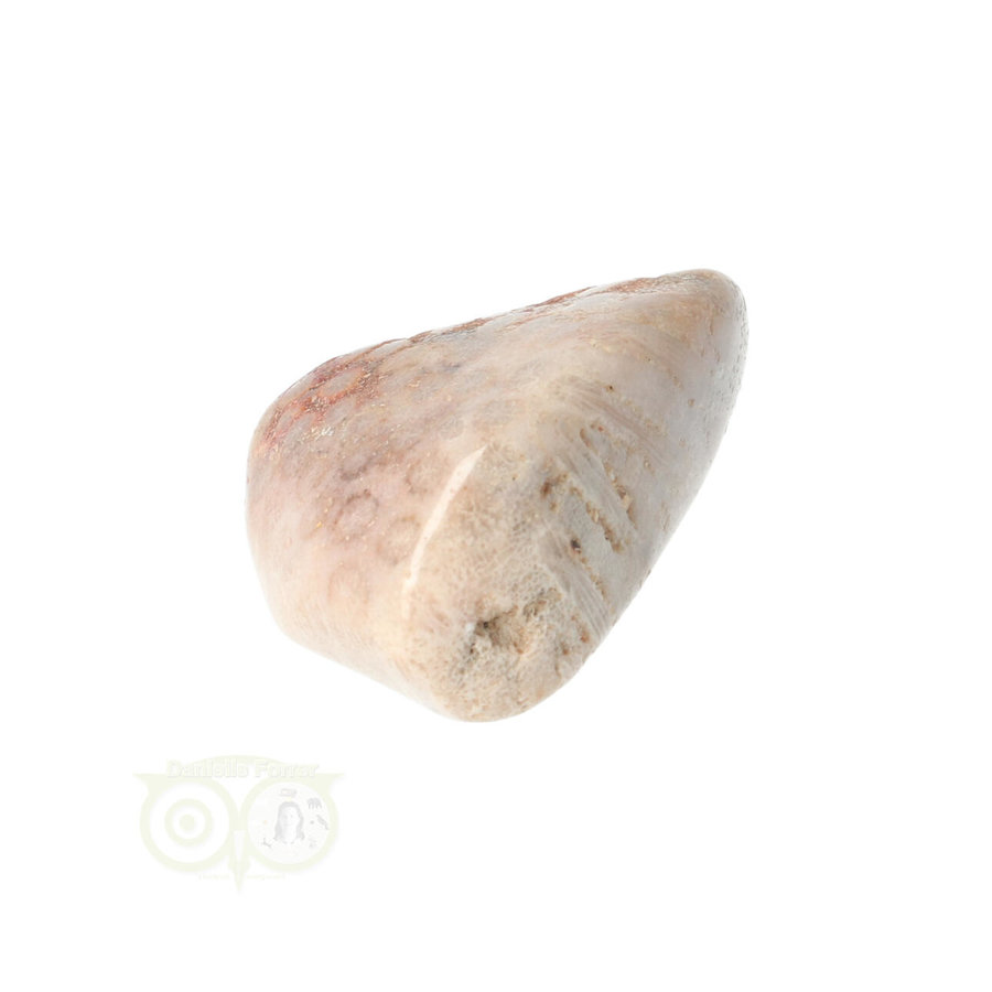 Fossiel Koraal trommelsteen Nr 15  - 21 gram-8