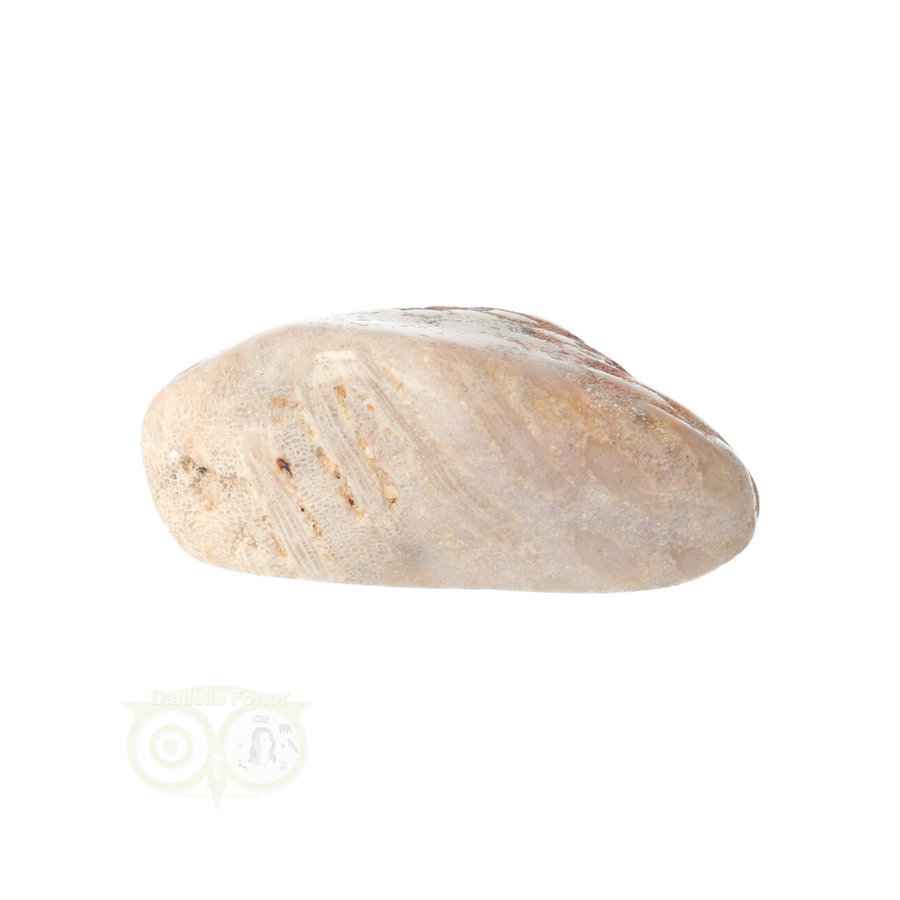 Fossiel Koraal trommelsteen Nr 15  - 21 gram-9