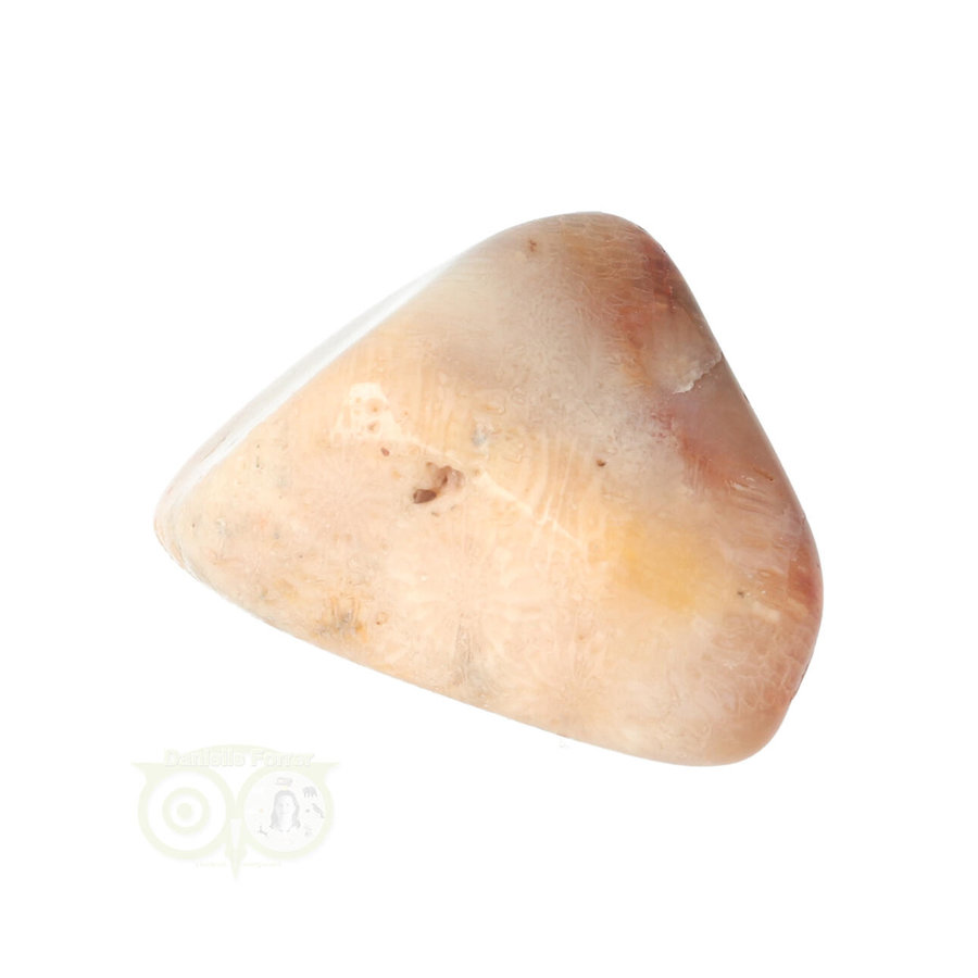 Fossiel Koraal trommelsteen Nr 19  -26 gram-9