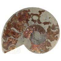 Ammoniet Fossiel paartje Nr 46 - 417  gram