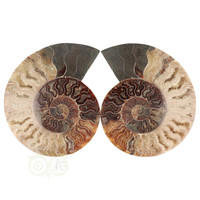 thumb-Ammoniet Fossiel paartje Nr 48 - 923  gram-1