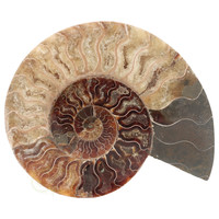 thumb-Ammoniet Fossiel paartje Nr 48 - 923  gram-3