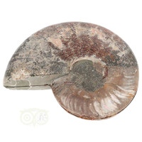 thumb-Ammoniet Fossiel paartje Nr 49 - 816  gram-4
