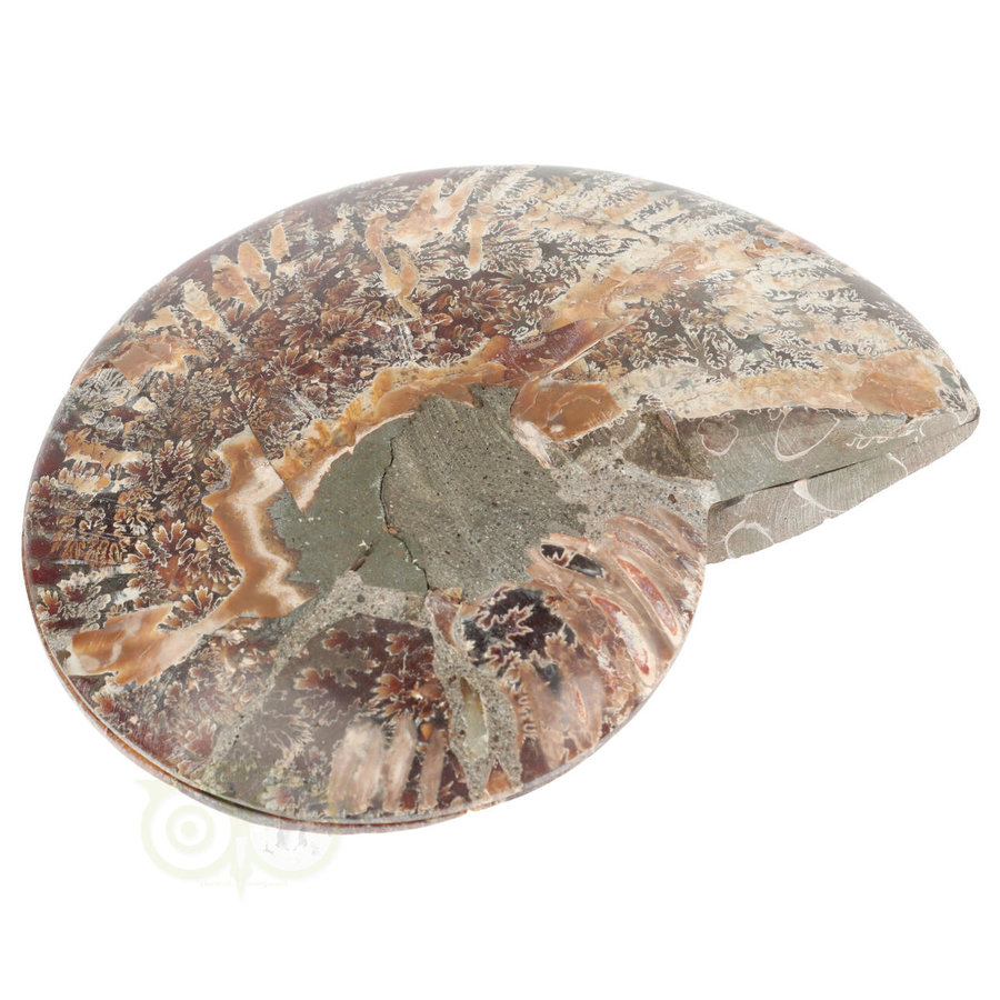 Ammoniet Fossiel paartje Nr 51 - 693  gram-5