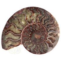 Ammoniet Fossiel paartje Nr 52 - 865  gram