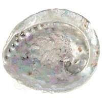 thumb-Abalone Schelp XL Nr 22 - 320 gram-1