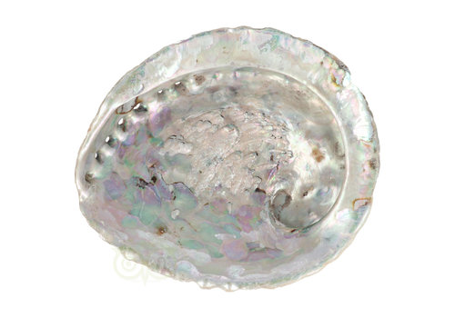 Abalone Schelp XL Nr 22 