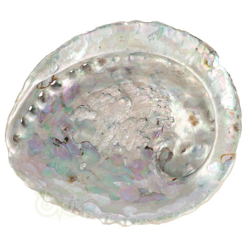 Abalone Schelp XL Nr 22 