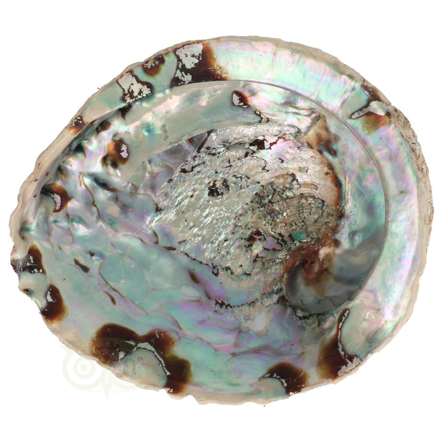 Abalone Schelp XL Nr 26 - 333 gram-1