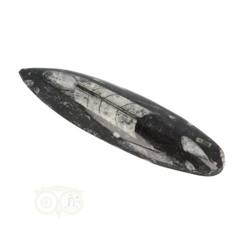 Orthoceras Fossiel geslepen Nr 18 