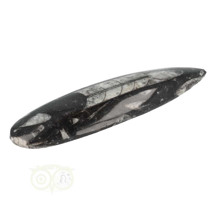 Orthoceras Fossiel geslepen Nr 18 - 116 gram-5