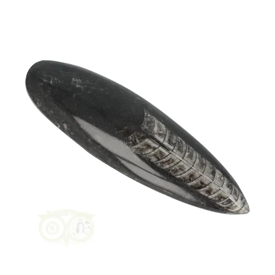 Orthoceras Fossiel geslepen Nr 22 - 126 gram-1