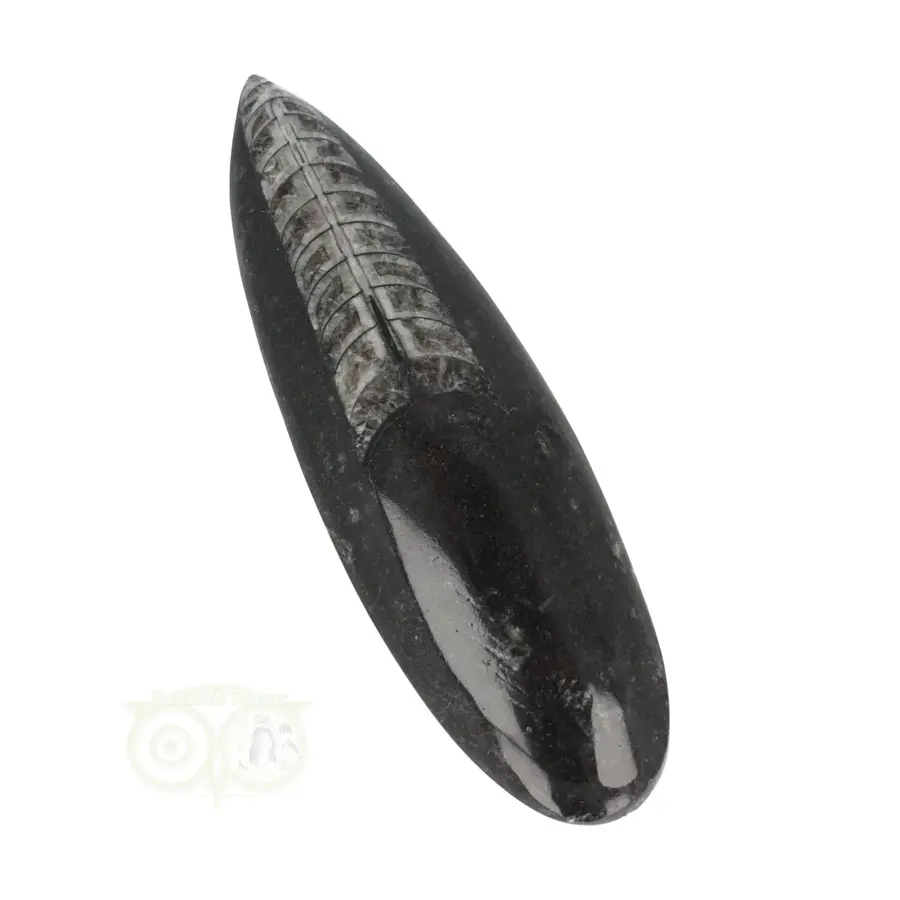 Orthoceras Fossiel geslepen Nr 22 - 126 gram-5