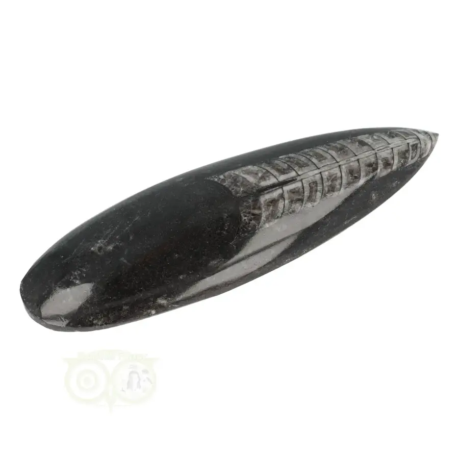 Orthoceras Fossiel geslepen Nr 22 - 126 gram-7