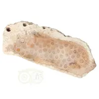 thumb-Fossiel Koraal schijf  Nr 16 - 83 gram - Java-3