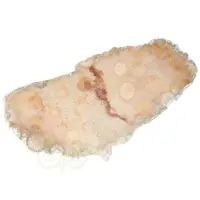 thumb-Fossiel Koraal schijf  Nr 18 - 99 gram - Java-2