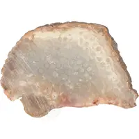 thumb-Fossiel Koraal schijf  Nr 19 - 77 gram - Java-4