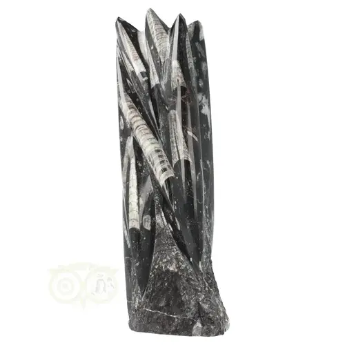 Orthoceras sculptuur 1,7 kilogram 