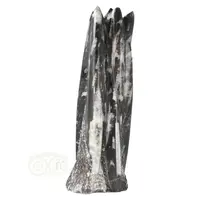 thumb-Orthoceras sculptuur Nr 34 - 1759 gram-4