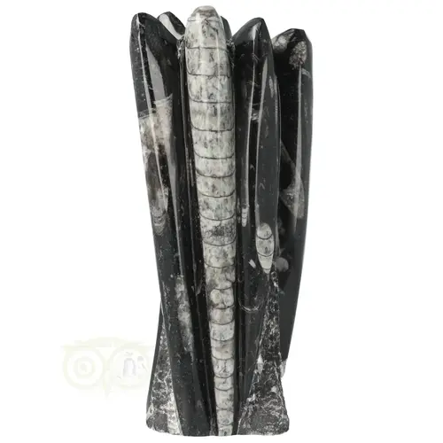 Orthoceras sculptuur 1,2 kilogram 