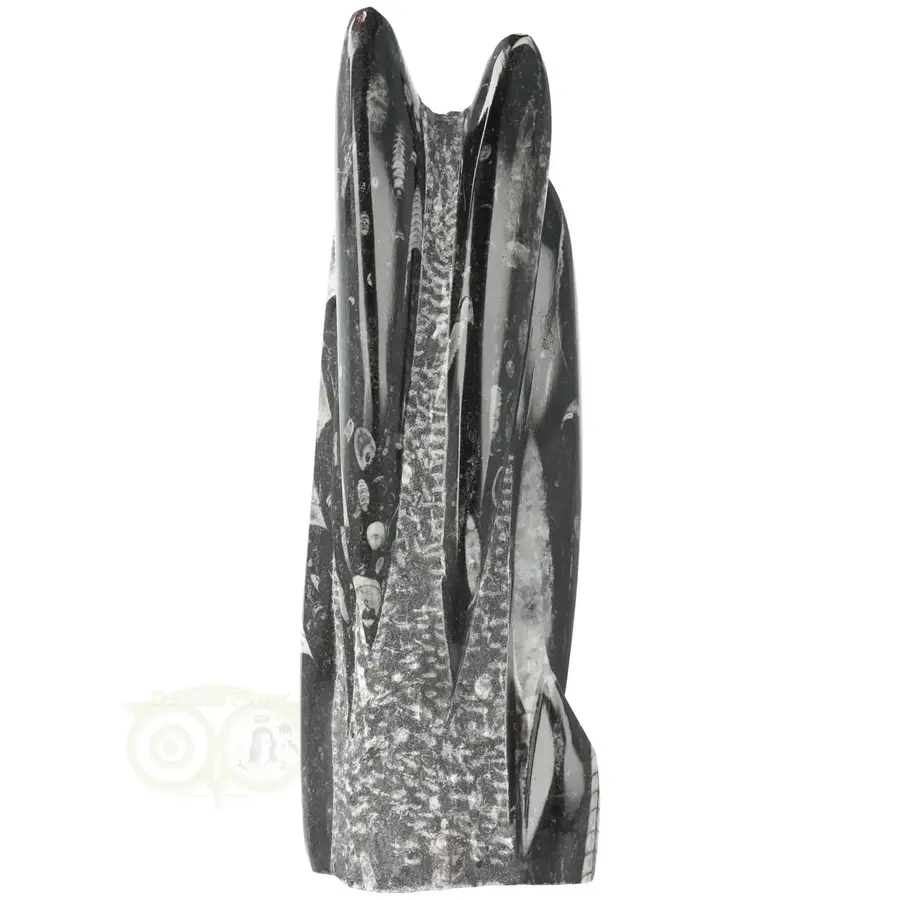 Orthoceras sculptuur Nr 36 - 1630 gram-6