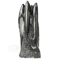 thumb-Orthoceras sculptuur Nr 37 - 1714 gram-1
