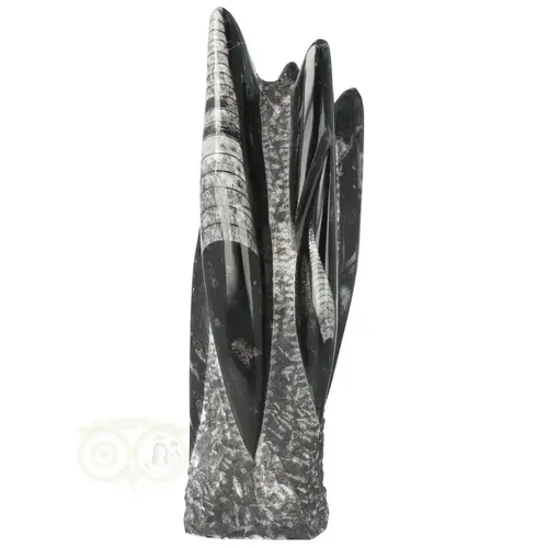 Orthoceras sculptuur 2 kilogram 