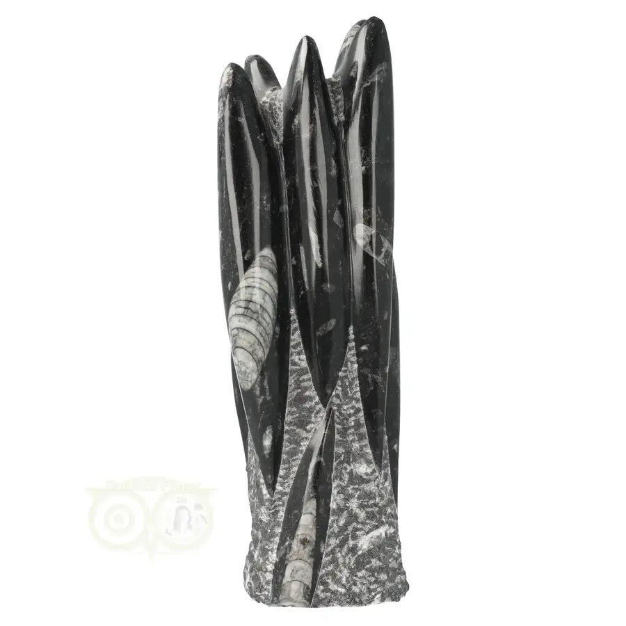 Orthoceras sculptuur Nr 38 - 2001 gram-6