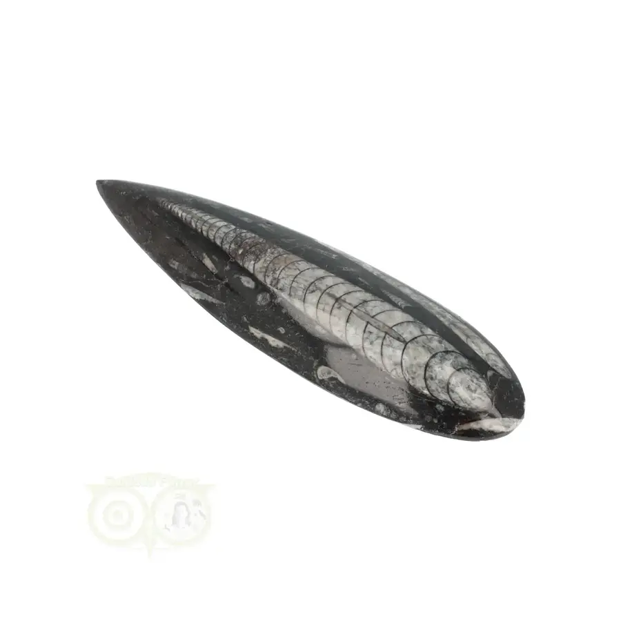 Orthoceras Fossiel geslepen Nr 25 - 103 gram-5