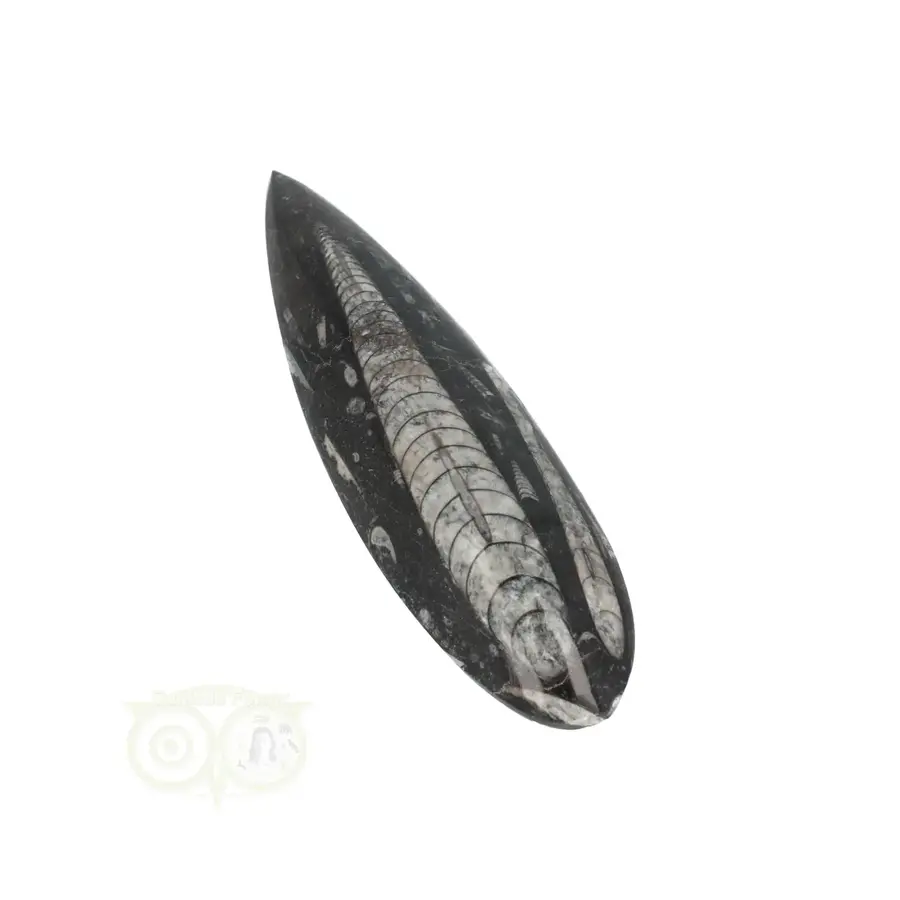 Orthoceras Fossiel geslepen Nr 25 - 103 gram-6