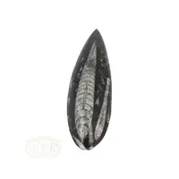 thumb-Orthoceras Fossiel geslepen Nr 25 - 103 gram-7