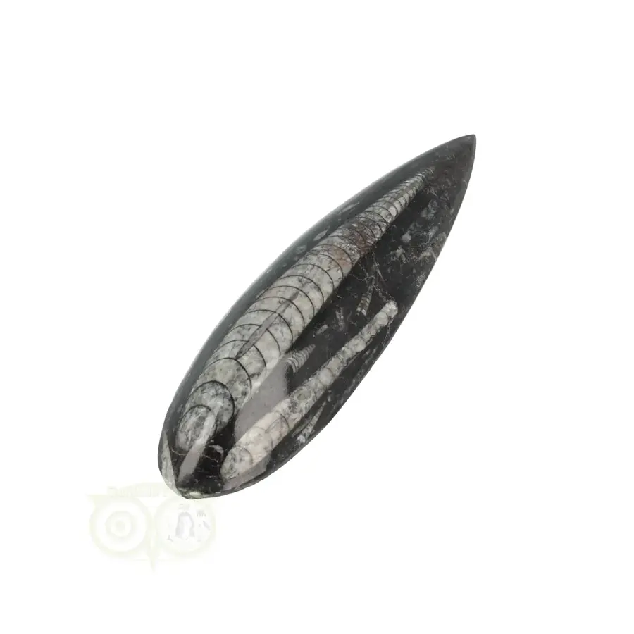 Orthoceras Fossiel geslepen Nr 25 - 103 gram-8