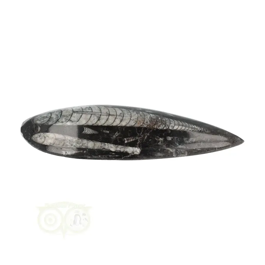 Orthoceras Fossiel geslepen Nr 25 - 103 gram-10