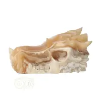 Calciet DRAAK draken schedel Nr 267- 290 gram