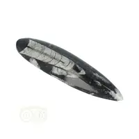 thumb-Orthoceras Fossiel geslepen Nr 27 - 109 gram-1