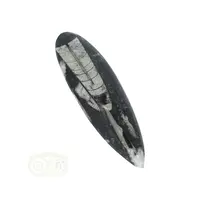 thumb-Orthoceras Fossiel geslepen Nr 27 - 109 gram-2