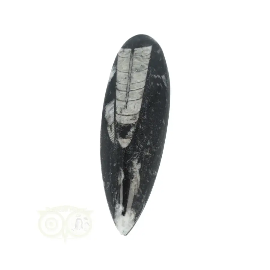 Orthoceras Fossiel geslepen Nr 27 - 109 gram-3