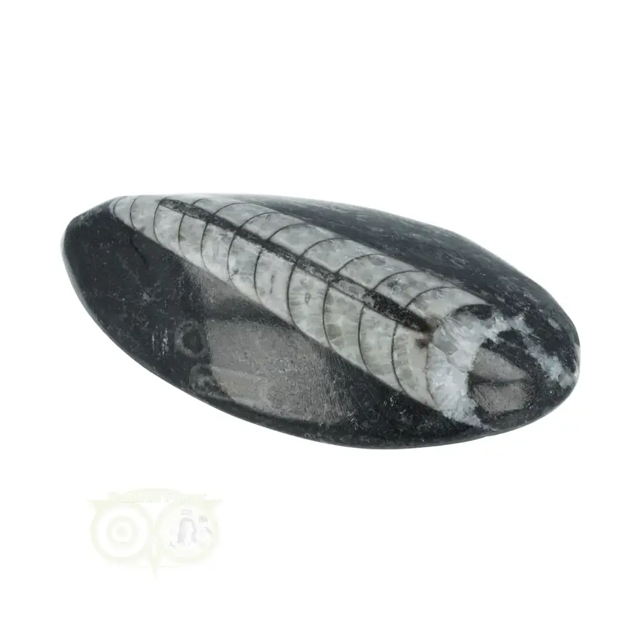 Orthoceras Fossiel geslepen Nr 28 - 45 gram-2