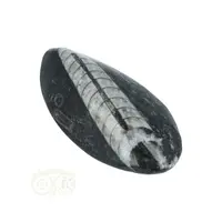 thumb-Orthoceras Fossiel geslepen Nr 28 - 45 gram-3
